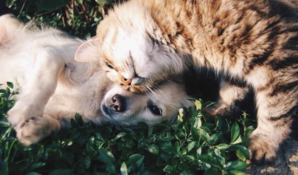 cat-and-dog-cuddling-in-grass
