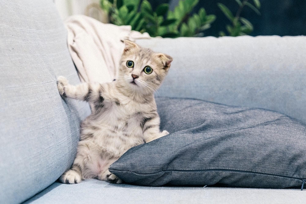 cat-looking-concerned-on-sofa