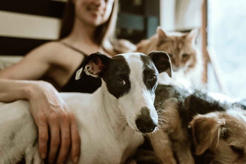 dog-infront-of-lady-while-being-petted