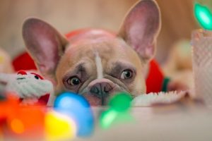 french-bulldog-lying-infront-of toys-looking-sad