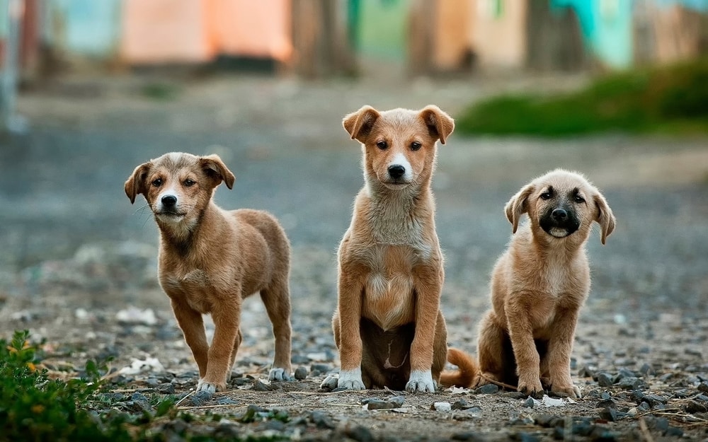 three-orange-puppies-on-street